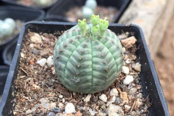 布纹球仙人球多长时间会发芽,约2周可发芽