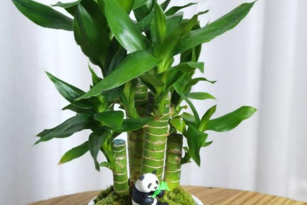 观音竹的花语,寓意节节高升、平安等