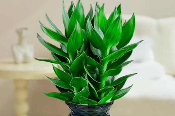 观音竹的花语,寓意节节高升、平安等