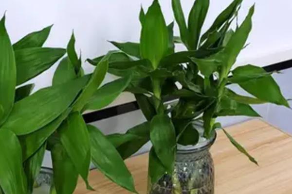 观音竹的花语,寓意节节高升、平安等