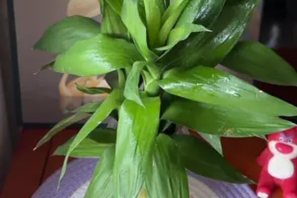 观音竹的花语,寓意节节高升、平安等