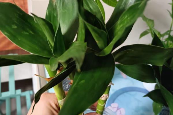 观音竹的花语,寓意节节高升、平安等