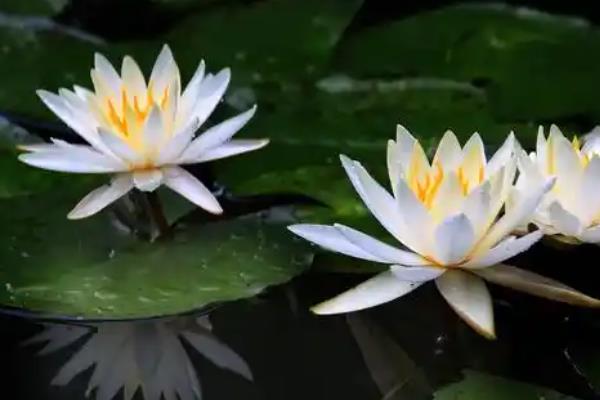 睡莲在水里如何施肥,可以将缓释肥和湿土拌匀沉入盆中