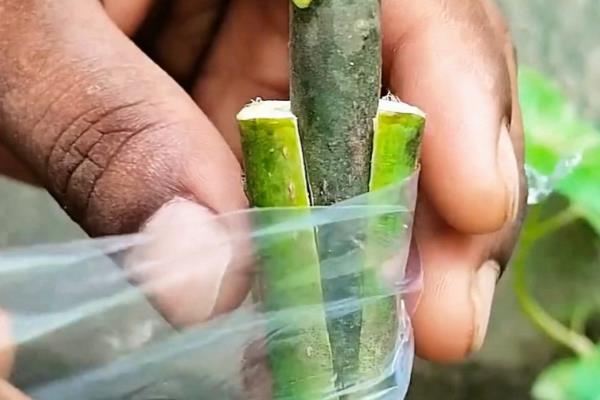 芒果如何嫁接,在3-4月嫁接时最好
