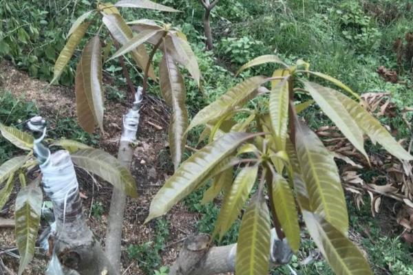 芒果如何嫁接,在3-4月嫁接时最好