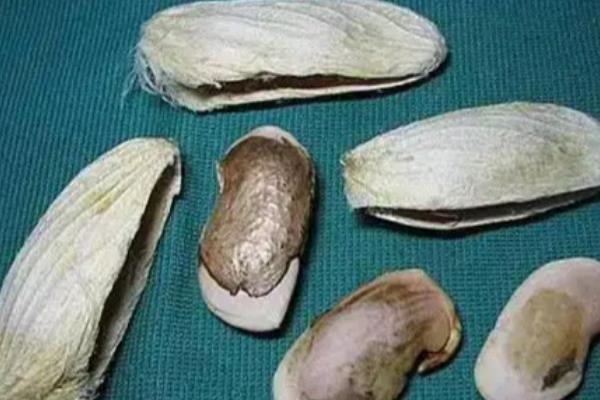 芒果如何嫁接,在3-4月嫁接时最好