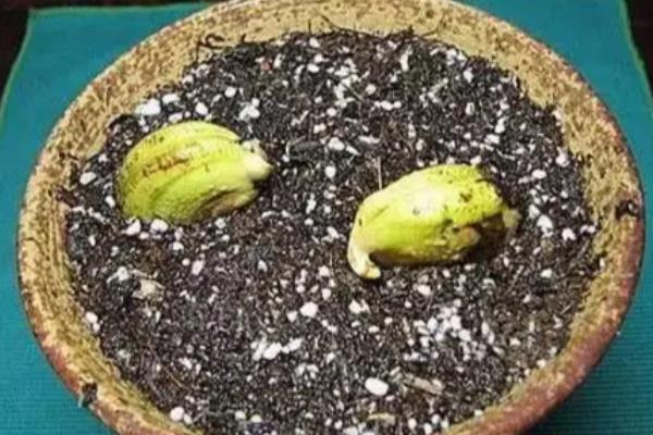 芒果如何嫁接,在3-4月嫁接时最好