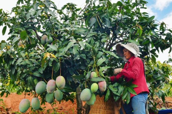 芒果如何嫁接,在3-4月嫁接时最好