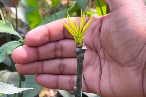 芒果如何嫁接,在3-4月嫁接时最好