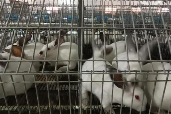 兔乳房炎是怎样引起的，可能是出现外伤后遭到感染