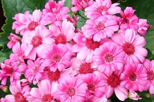 富贵菊有什么花语，代表大富大贵、阖家欢喜等含义
