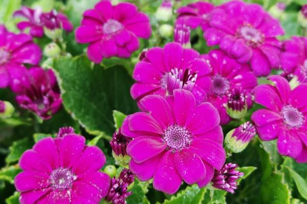 富贵菊有什么花语，代表大富大贵、阖家欢喜等含义