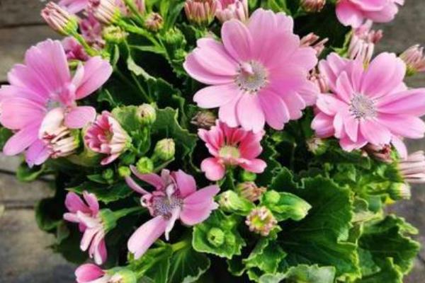 富贵菊有什么花语，代表大富大贵、阖家欢喜等含义