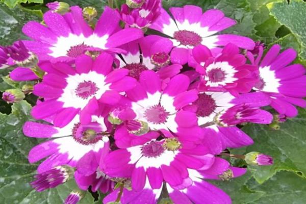 富贵菊有什么花语，代表大富大贵、阖家欢喜等含义