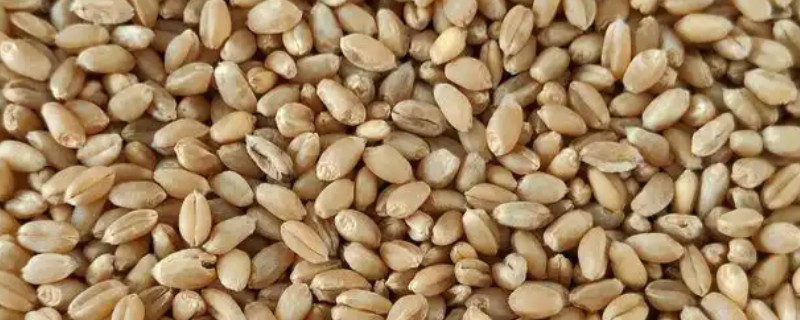 小麦种子的含水量，国标规定是12.5%