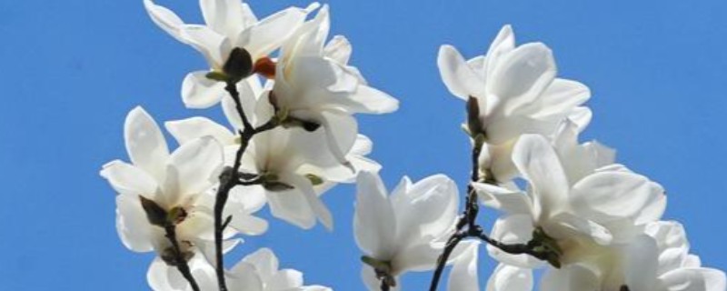玉兰花能吃吗，玉兰花能吃