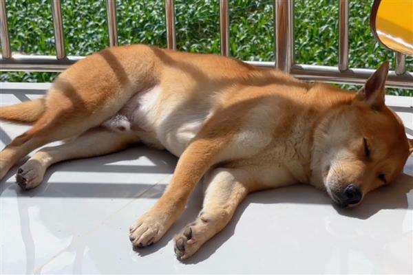 狗感染狂犬病毒的症状,喜欢躲在阴暗的环境