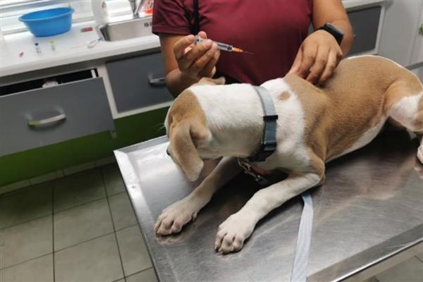 狗感染狂犬病毒的症状,喜欢躲在阴暗的环境