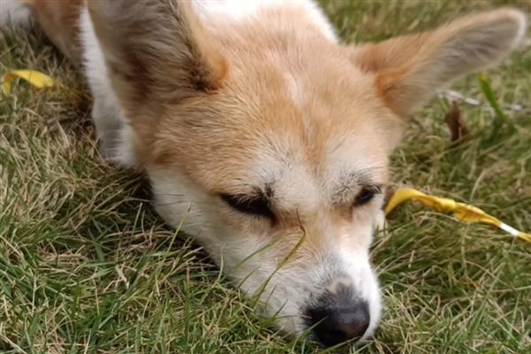 狗感染狂犬病毒的症状,喜欢躲在阴暗的环境