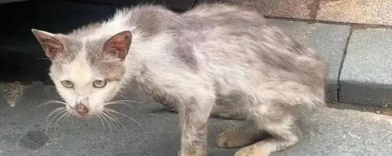 猫藓的治疗方法，剃毛后用铭瑞宁喷涂皮肤