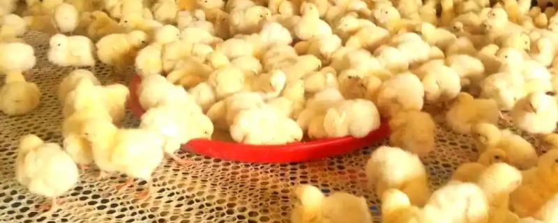 20天的小鸡如何区分公母，根据鸡头的位置区分