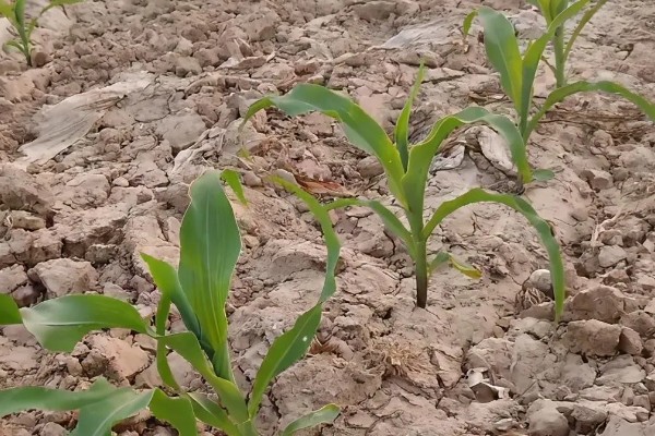玉米的种植条件,适宜的土壤PH值为5-8
