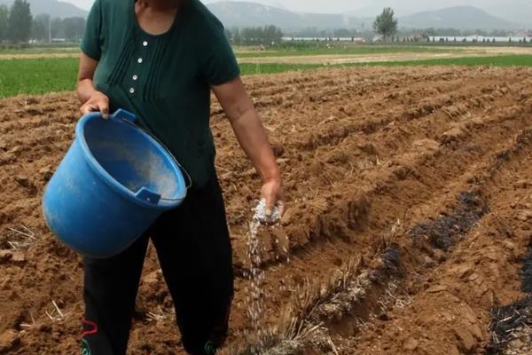 种植丹参的施肥方法,每亩可施10000斤腐熟农家肥