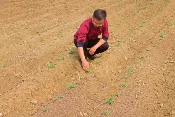 种植丹参的施肥方法,每亩可施10000斤腐熟农家肥