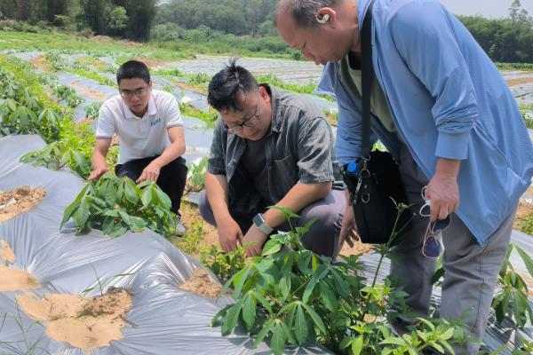 木瓜田间管理技术,定植之后需要浇一次水
