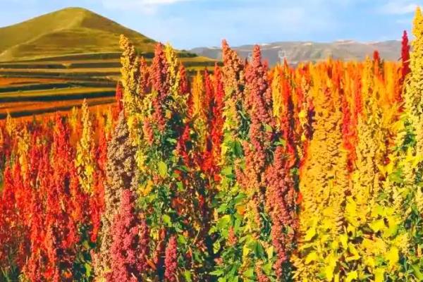 藜麦的种植方法，要注意不可连作