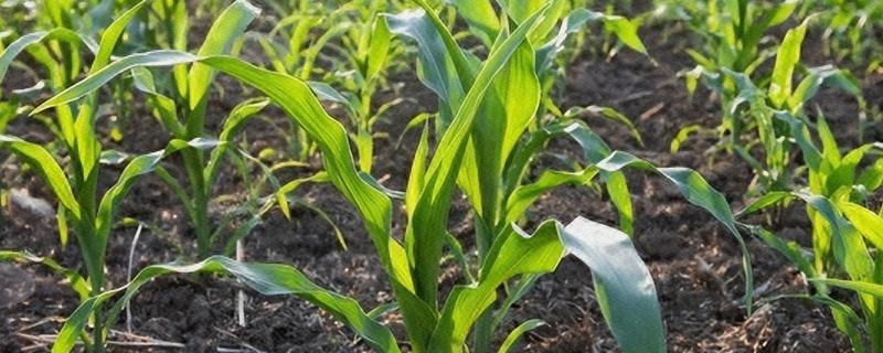 怎样防止野鸡刨食玉米种，可以在田间搭制稻草人