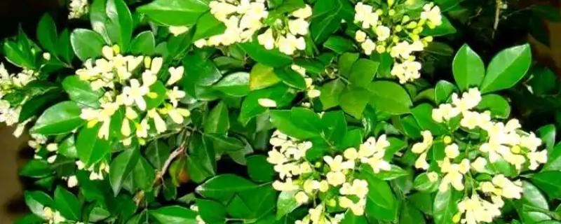 九里香是夜来香吗，它们不是一种植物