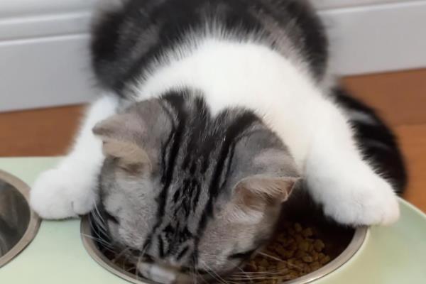 刚养的小猫咪一直叫个不停的原因，可能是害怕所致