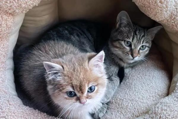 刚养的小猫咪一直叫个不停的原因，可能是害怕所致