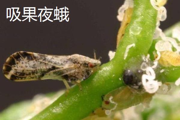 吸果夜蛾用哪种农药,可以用氟氯氰菊酯乳油