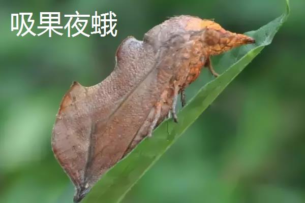 吸果夜蛾用哪种农药,可以用氟氯氰菊酯乳油