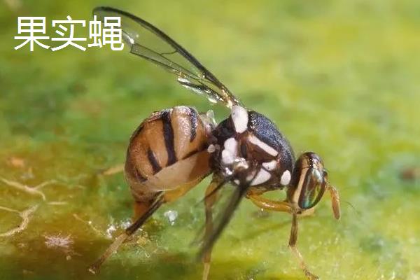 吸果夜蛾用哪种农药,可以用氟氯氰菊酯乳油