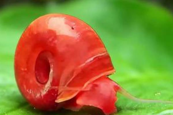 苹果螺的繁殖间隔,环境适宜时1个月内可以多次繁殖