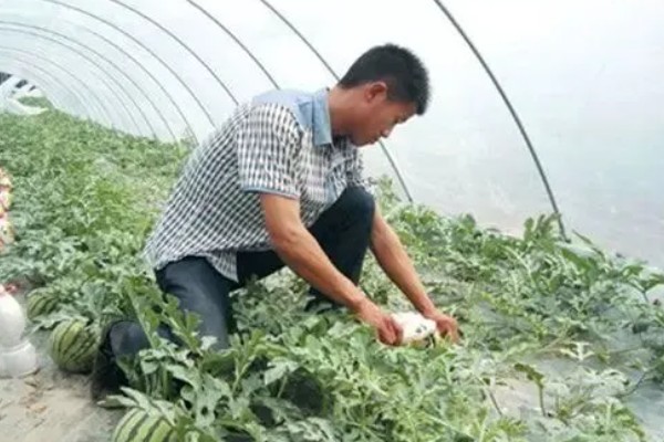 西瓜的高产栽培技术,播种前浸种催芽