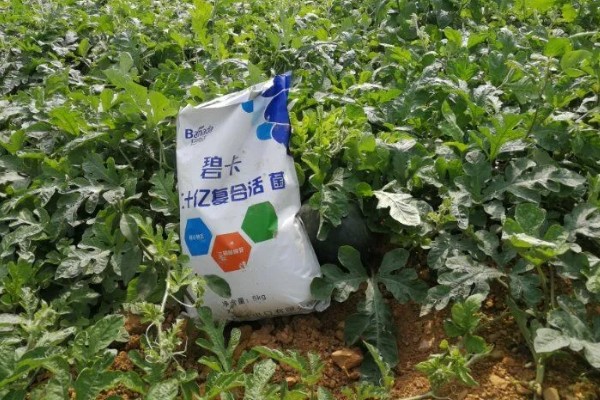 西瓜的高产栽培技术,播种前浸种催芽