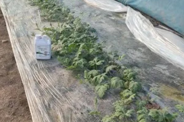 西瓜的高产栽培技术,播种前浸种催芽