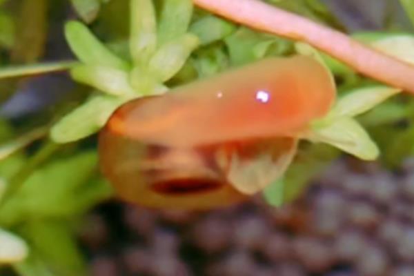 苹果螺的繁殖间隔,环境适宜时1个月内可以多次繁殖