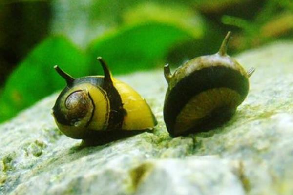 苹果螺的繁殖间隔,环境适宜时1个月内可以多次繁殖