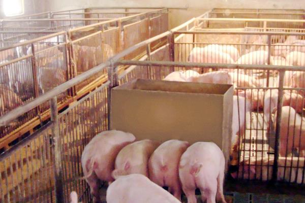 什么地区养猪最好,推荐西南产区、长江中下游产区等