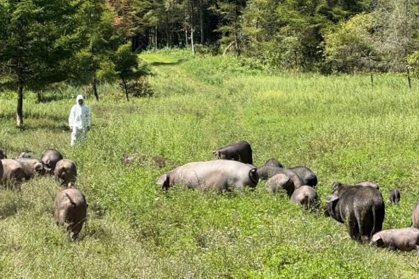 什么地区养猪最好,推荐西南产区、长江中下游产区等