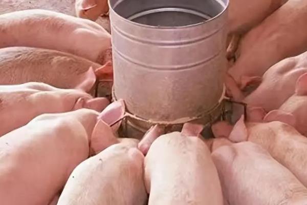 什么地区养猪最好,推荐西南产区、长江中下游产区等