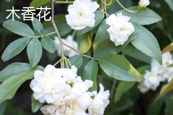 木香花与蔷薇花的区别，株型、花朵等均不同