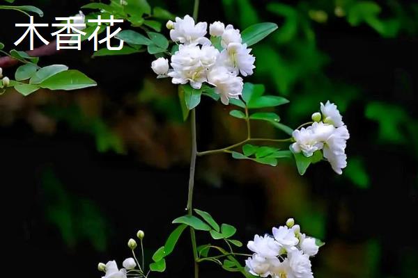 木香花与蔷薇花的区别，株型、花朵等均不同