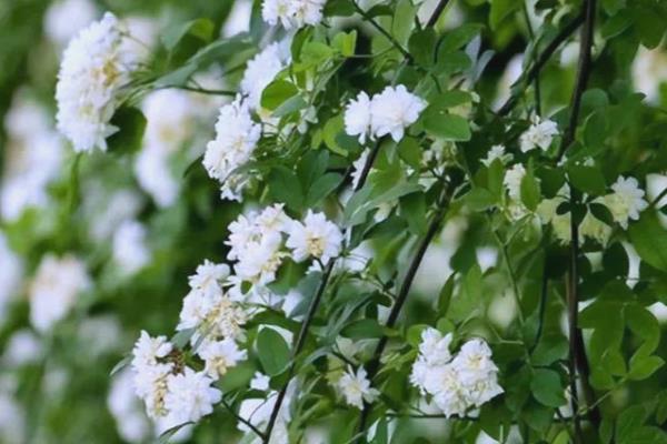 木香花与蔷薇花的区别，株型、花朵等均不同