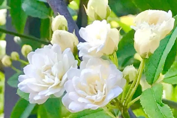 木香花与蔷薇花的区别，株型、花朵等均不同